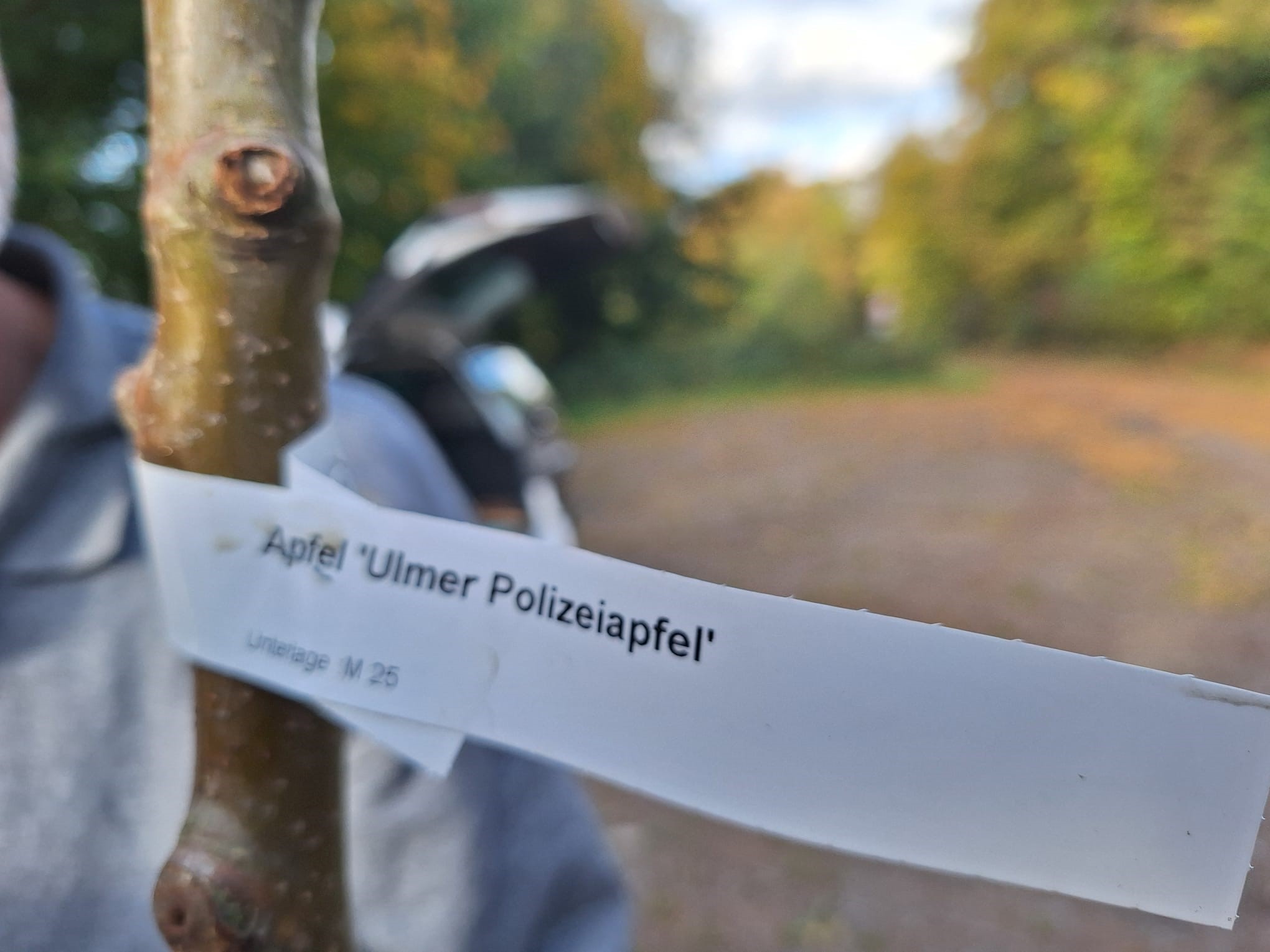 Tree-Planting-Challenge 2025